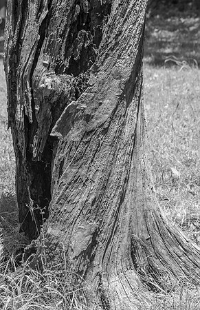 TREE STUMP