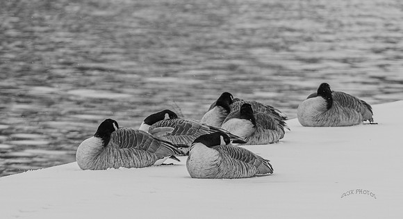 CANADA GEESE IN WINTER