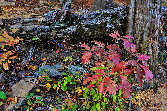 Lee Creek autumn, 2015