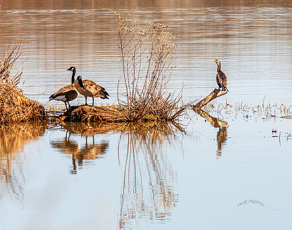CANADA GEES AND CORMORANT ON THE ARKANSAS RIVER