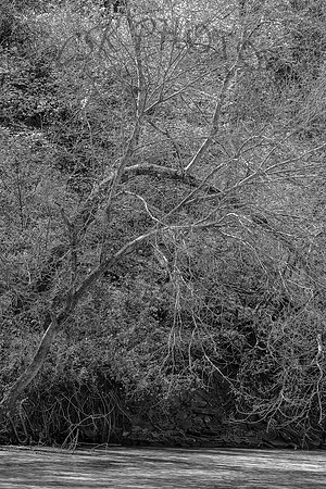 LEE CREEK, EARLY SPRING