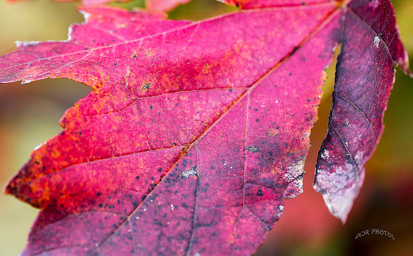 LEAF W/MACRO LENS