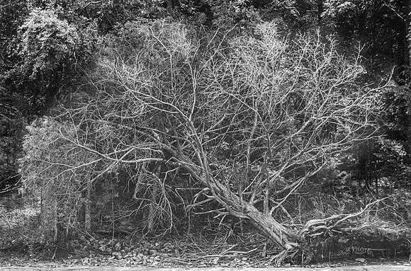 FALLEN TREE, BEAVER LAKE