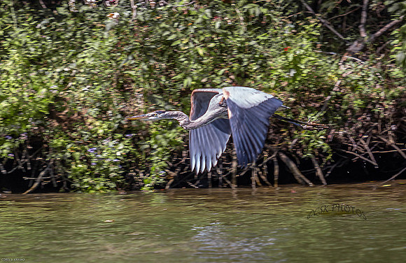 Blue heron in flight