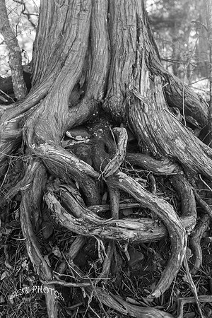 CYPRESS ROOTS NEAR NATURAL DAM