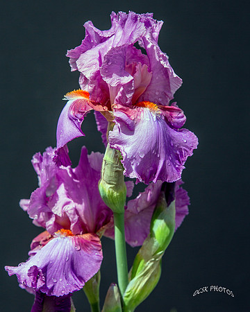 IRISES 2016