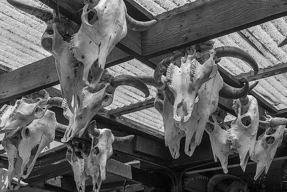 COW SKULLS FOR SALE IN NEW MEXICO