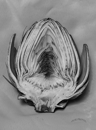 HOMAGE TO EDWARD WESTON