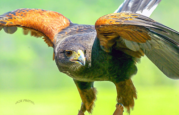 CAPTIVE FALCON