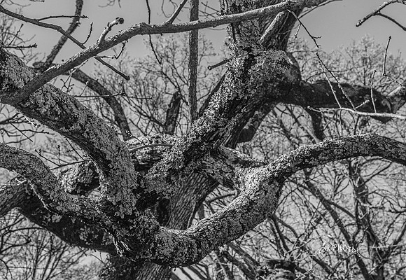 LICHEN COVERED TREE LIMBS
