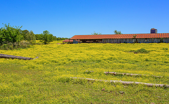 SPRING FLOWERS NEAR DEVIL'S DEN