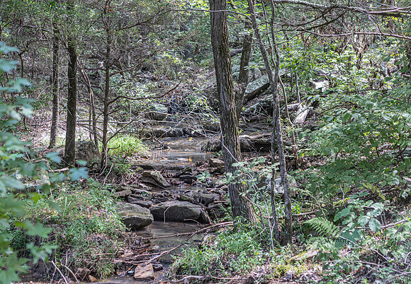 OZARK NATIONAL FOREST