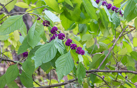 ROADSIDE BERRIES, HWY 215