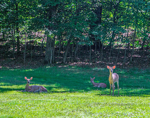 BACK YARD DEER, ROGERS, AR.