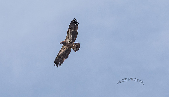 YOUNG BALD EAGLE