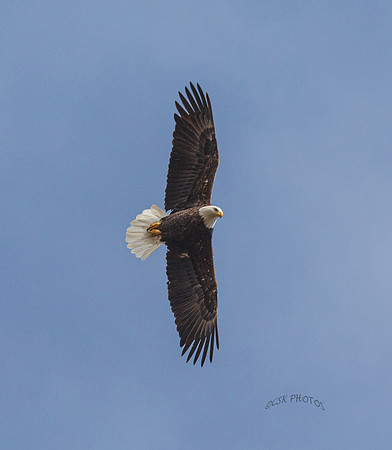 EAGLE IN FLIGHT