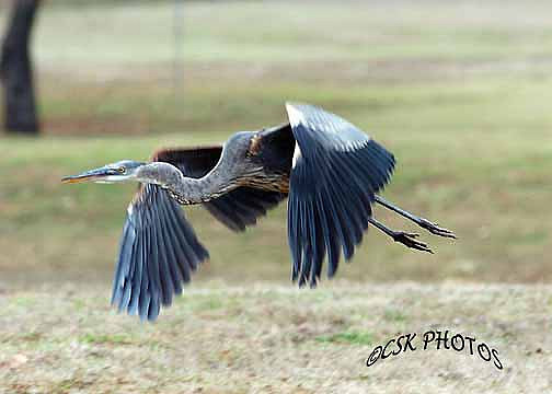 GREAT BLUE HERON