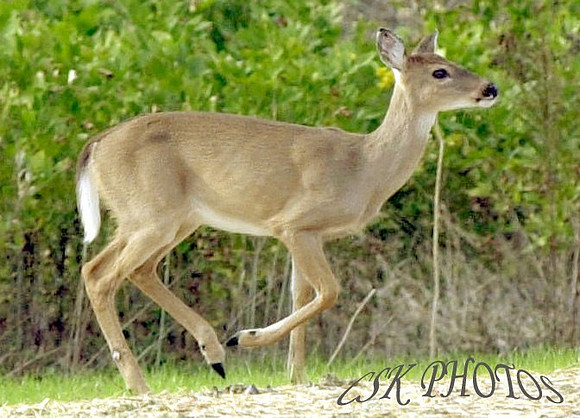 DOE