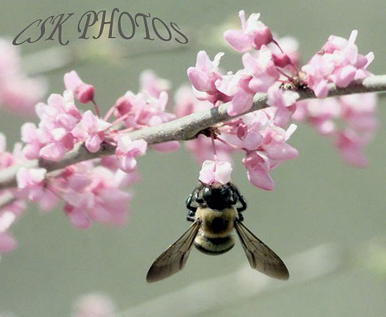 BUMBLE BEE