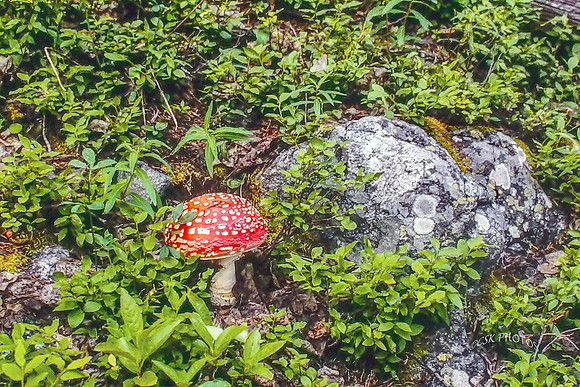 MUSHROOM
