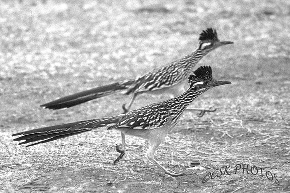 Roadrunners running in step, New Mexico 1988