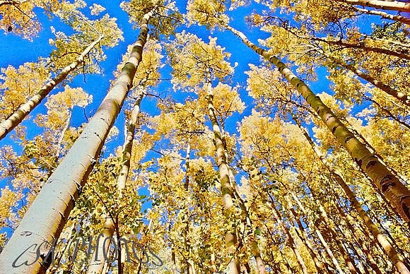 ASPENS NEAR CLOUD CROFT, NM