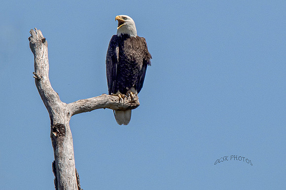 HIGHFILL EAGLE-1