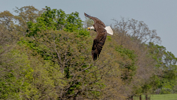 HIGHFILL EAGLE-2